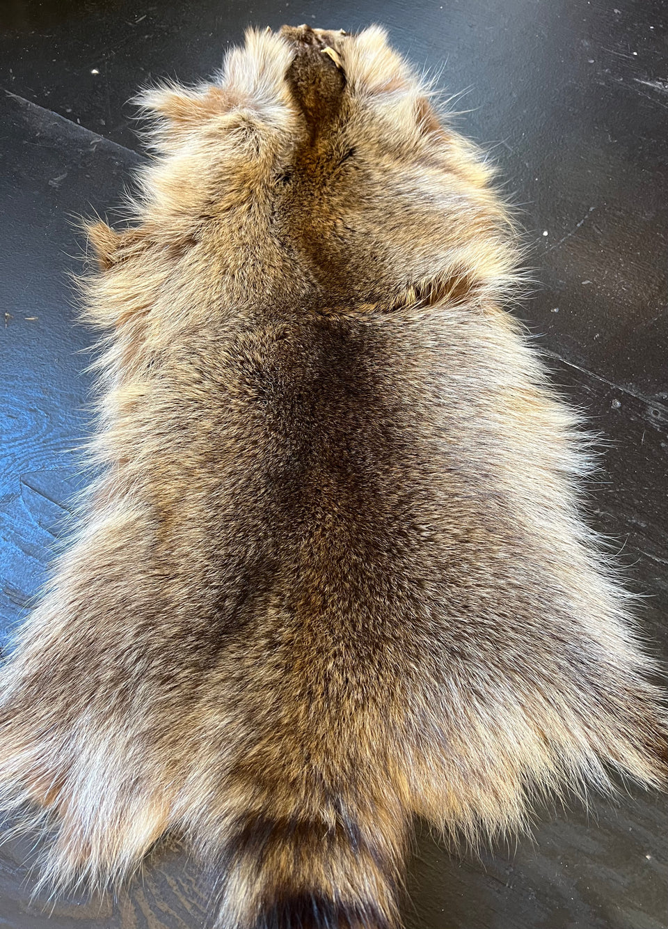 AMERICAN RACCOON