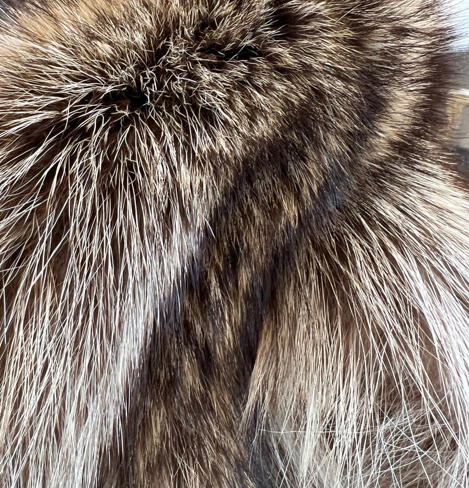 AMERICAN RACCOON