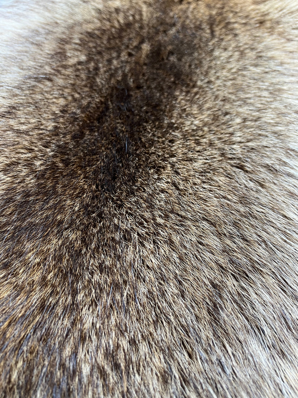 AMERICAN RACCOON